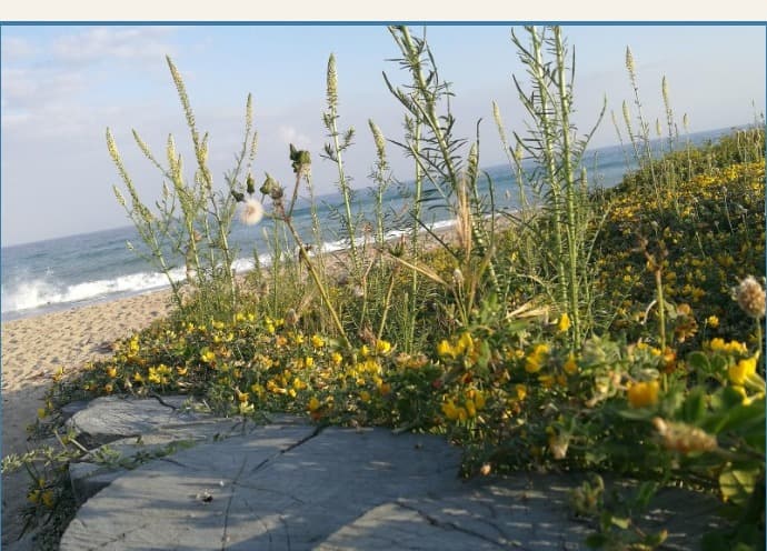 Le dune e la vegetazione del litorale di Riace Marina